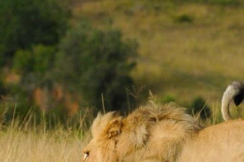 CAPE TOWN: PRYWATNE SAFARI W REZERWACIE GIER AQUILAZ Kapsztadu: Wycieczka w obie strony do Aquili z przejażdżką do gier