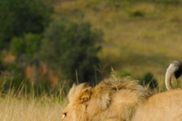 CAPE TOWN: PRYWATNE SAFARI W REZERWACIE GIER AQUILAZ Kapsztadu: Wycieczka w obie strony do Aquili z przejażdżką do gier