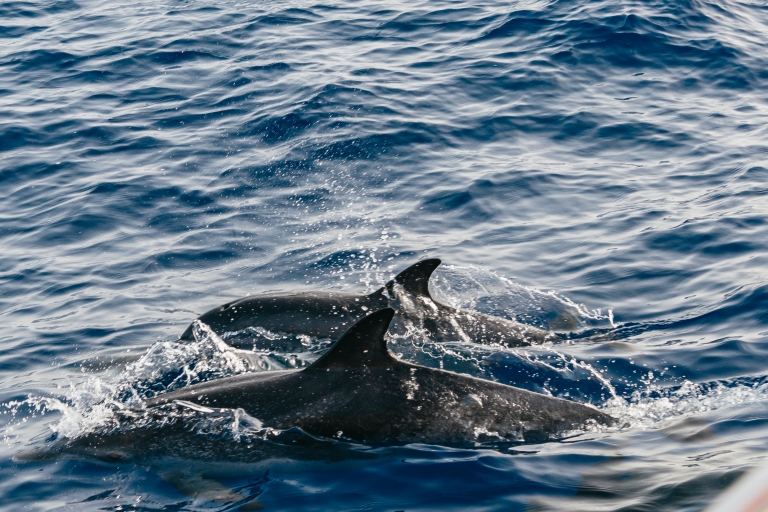 Lanzarote: boottocht bij zonsondergang en dolfijnen, 2,5 uur