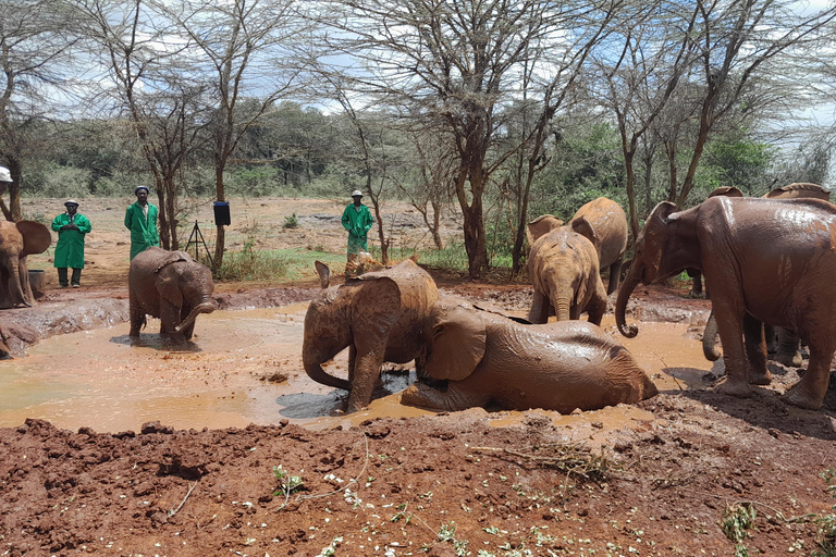 Giraffe, Elephant orphanage&amp; Bomas of Kenya Day Tour