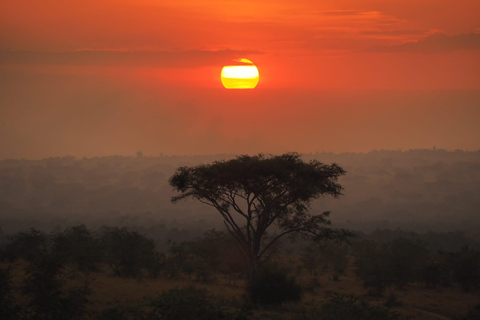 1-Day Ngamba Island Chimpanzee Sanctuary Tour-Lake victoria