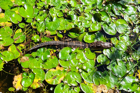 Everglades: boat tour with transportation&amp; entrance included