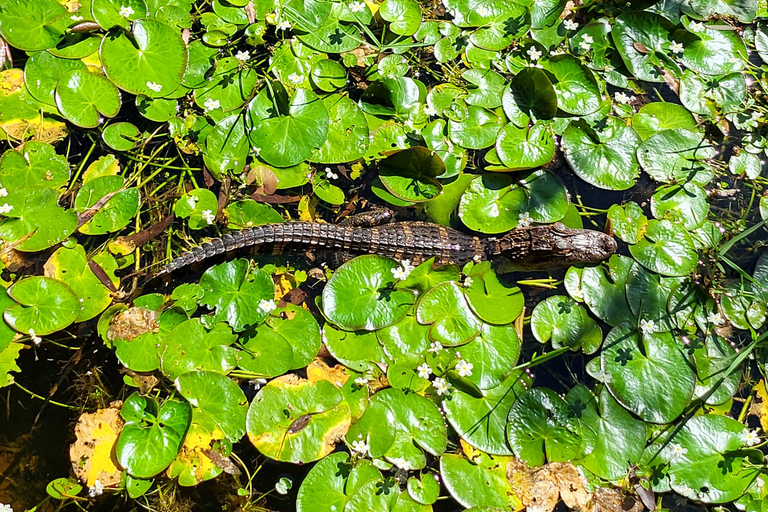 Everglades: boat tour with transportation& entrance included