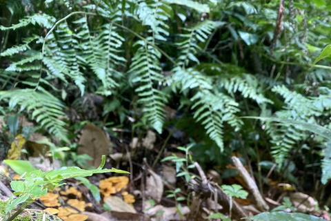 Boquete: Caminhadas guiadas pela floresta nublada