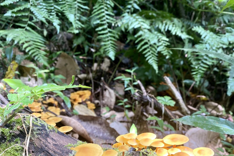 Boquete: Guidade vandringar genom molnskogen