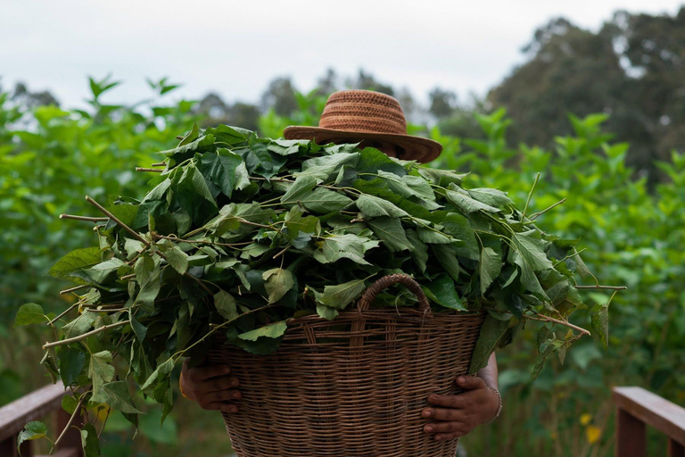 Siem Reap: Angkor Silk Farm & Mechrey Floating Village Tour