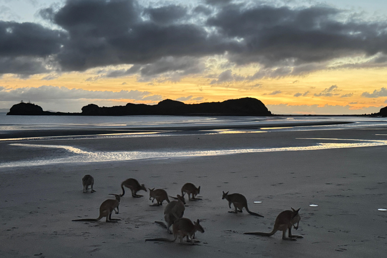 Airlie Beach: Eco Sunrise Kangaroos & Drovers Breakfast Tour