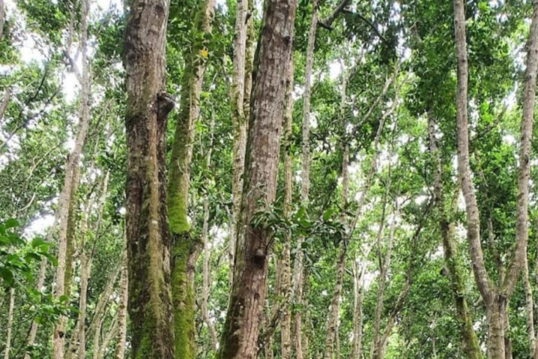 ZANZIBAR: Tur i Jozani-skogen med en proffsguidePRIVAT TUR INKLUDERAR TRANSFER