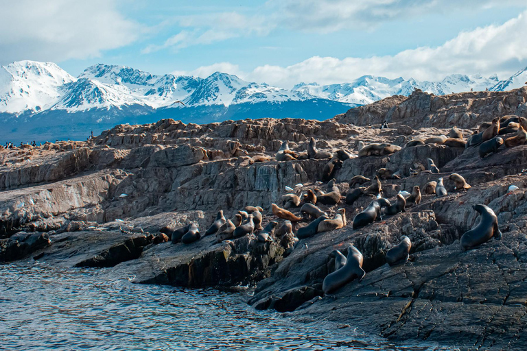 Ushuaia: Boat Trip to Isla Martillo: Penguins in the Beagle Channel Ushuaia: Navigation to Martillo Island: Penguins along the Beagle Channel