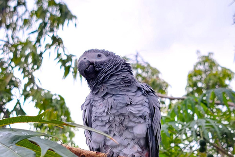Trinidad: Macaw Bird Sanctuary, Lookout & Savannah Tour