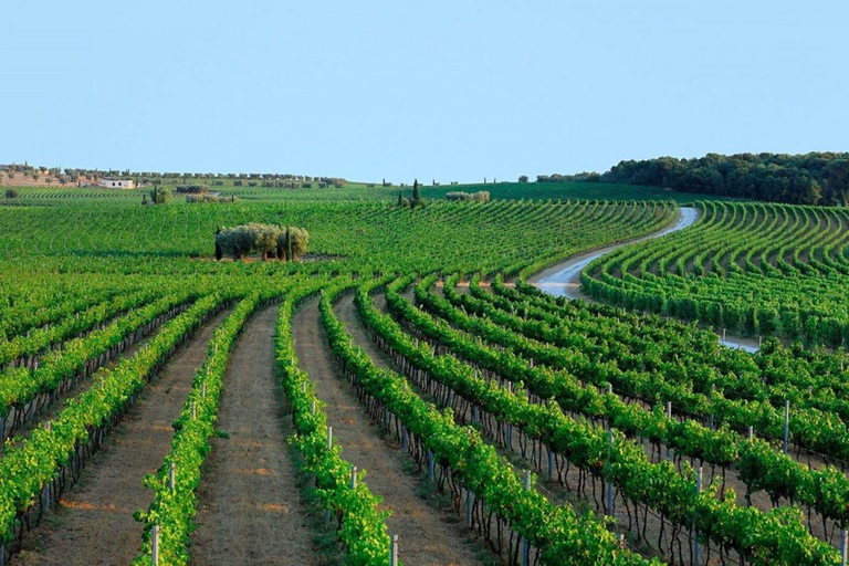 Apulien: Geführte Tour durch die Weinberge mit Weinverkostung