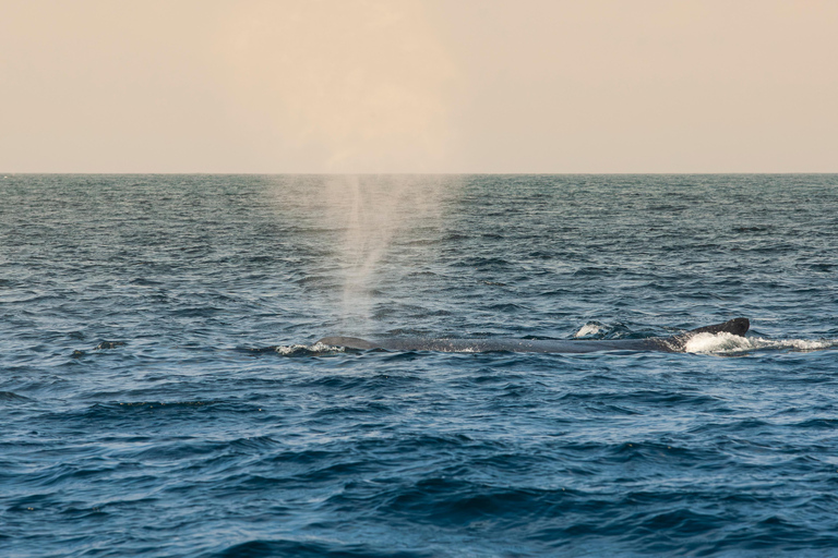 Whale Watching: Boat Adventure