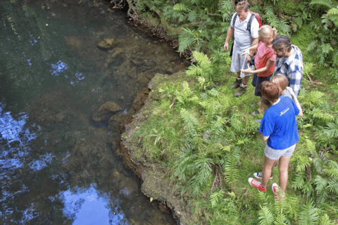 Bay of Islands: Full-Day Rainforest Hike, Lunch Included