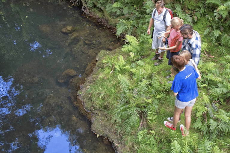 Bay of Islands: Full-Day Rainforest Hike, Lunch Included
