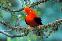 Manu National Park 4D/3N Ecotourism and Adventure - Housity