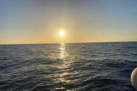 Los Cristianos: Sonnenuntergangstour Ökojacht Wale beobachtenLos cristianos: Sonnenuntergangstour Ökojacht Wale beobachten