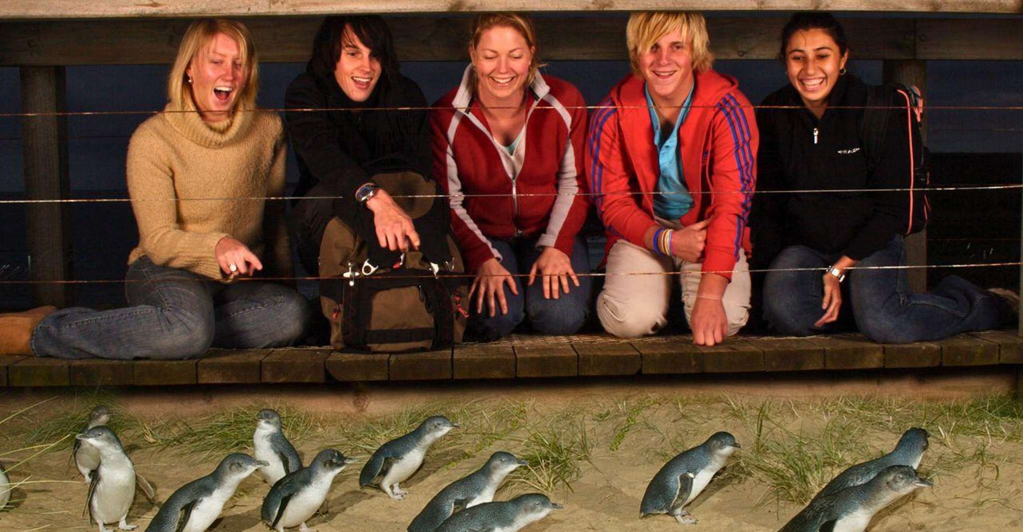 Phillip Island Penguin Parade Afternoon Tour from Melbourne photo 1