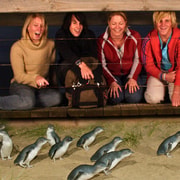 Phillip Island Penguin Parade Afternoon Tour from Melbourne