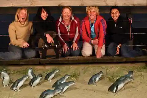 Excursão à tarde com desfile de pinguins em Phillip Island saindo de Melbourne