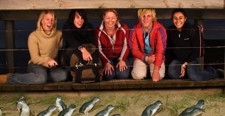 Phillip Island Penguin Parade Afternoon Tour from Melbourne