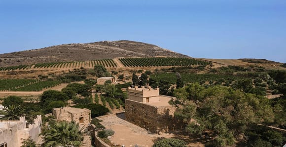 Naxos: Terra Grazia Vineyard Tour and Wine Tasting