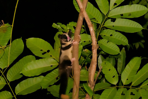 Family Night Walk in Cairns Botanic Gardens