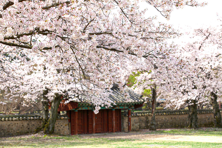 Busan : Sky Capsule ou visite printanière des cerisiers en fleurs de GyeongjuVisite printanière de Busan en Sky Capsule, rendez-vous à la station Seomyeon