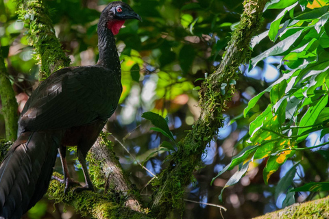 Arenal Volcano:Arenal Volcano NationalPark Bästa saker att göra