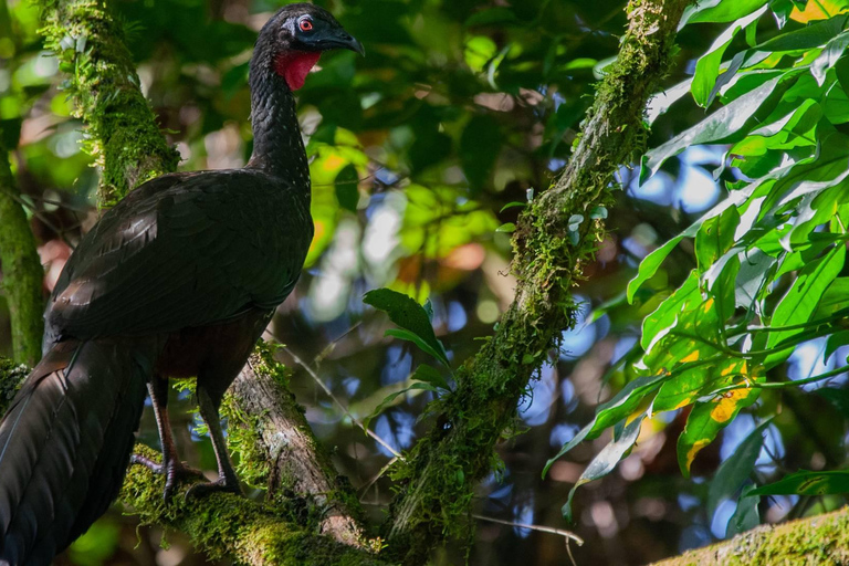 Arenal Volcano:Arenal Volcano NationalPark Bästa saker att göra