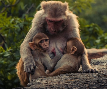 Delhi: Monkey Safari guided walking tour