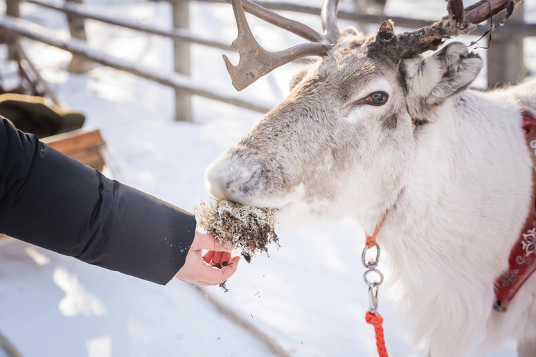 Rovaniemi: Local Reindeer Farm Visit with Sleigh Ride