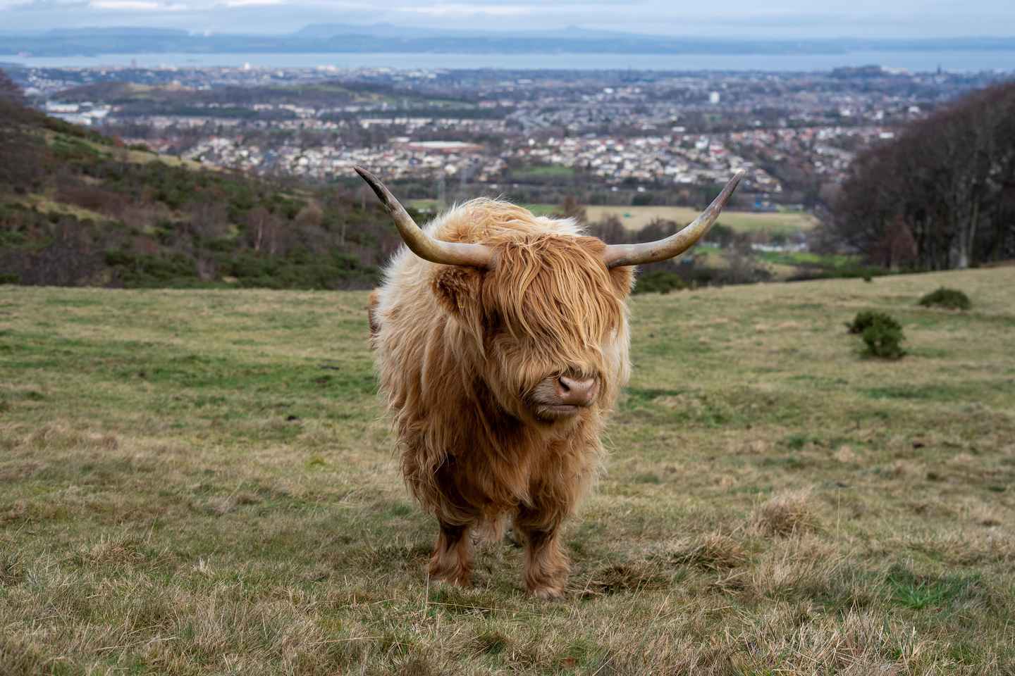 Edinburgh: Highland Cow Hike