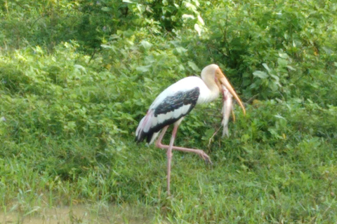 Desde:Mirissa/Galle/Hilkaduwa con safari por Udawalawe