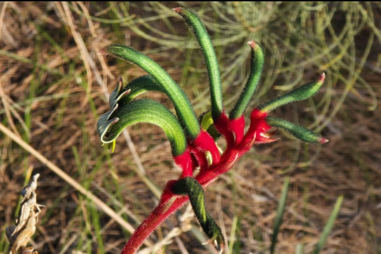 Follow the wildflower trail from Perth to New Norcia