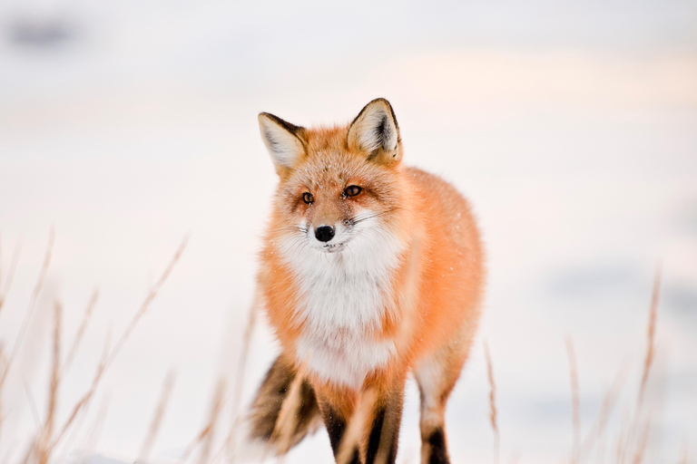 Privat tur - Det bästa av Canmore / Kananaskis