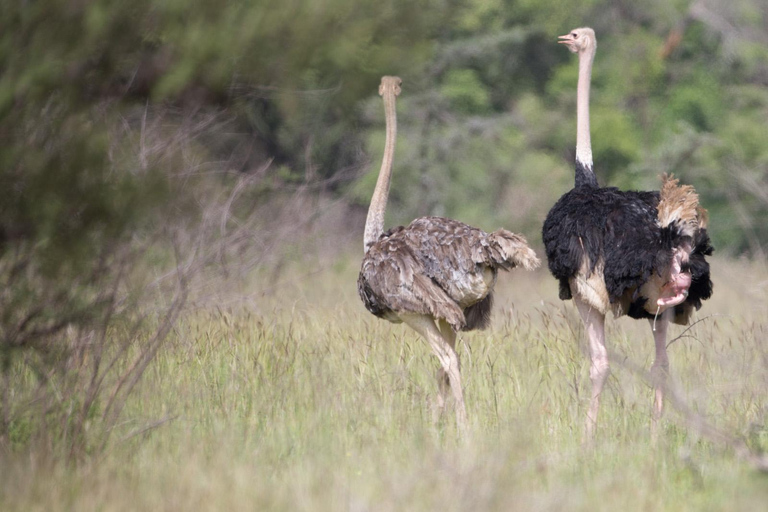 From Kampala/Entebbe: 3-Day Sipi Falls & Pian Upe Safari