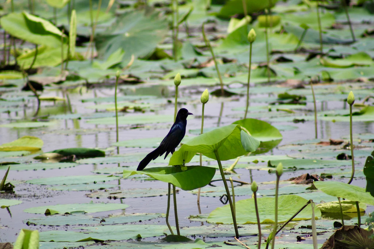 New Orleans: 6 Passenger Premium Airboat Swamp Tour Self-Drive to Meeting Point