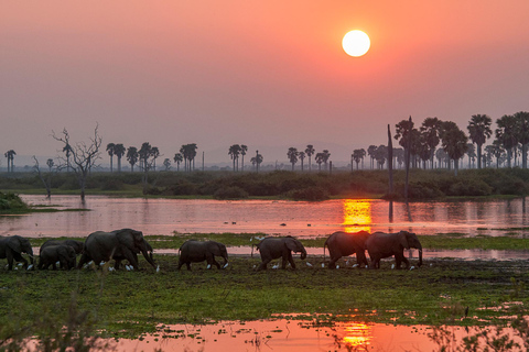 Depuis Zanzibar : Safari d&#039;une journée dans la réserve de Selous avec vol