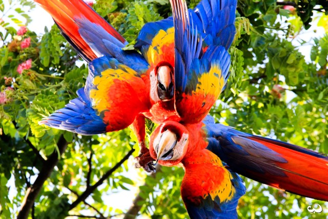 Visit Drake Bay - Bird Watching Tour in Corcovado