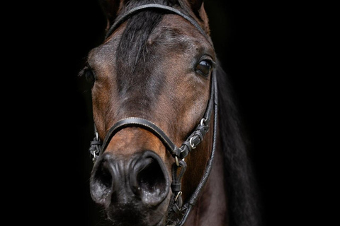 Bogotá: Paso Fino Horse Ranch Visit with Guide