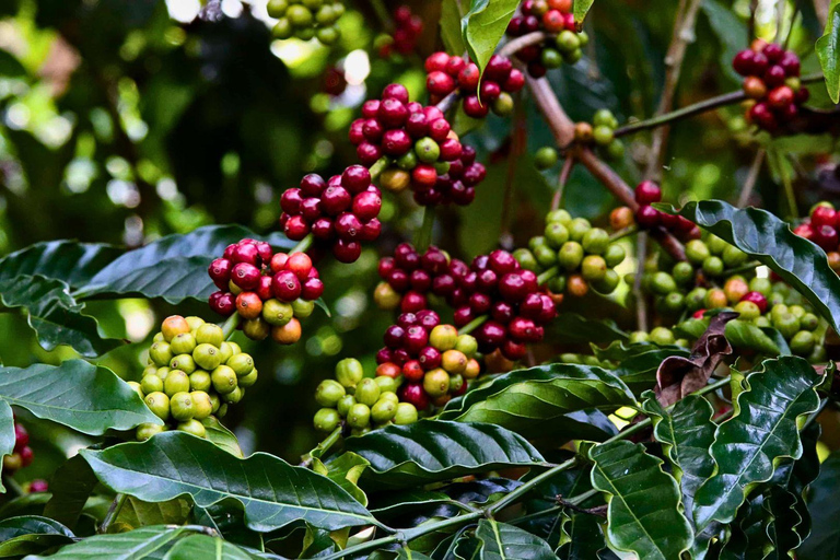 Chiang Mai: Doi Inthanon nationalpark och Pha Dok Siew Trek