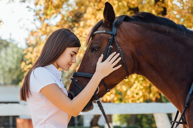 Experience with the horses: care, learning and dressage