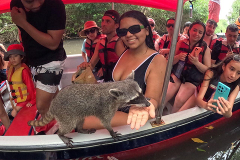Barú: Playa Blanca with Private Club, Snorkeling and Raccoon Watching