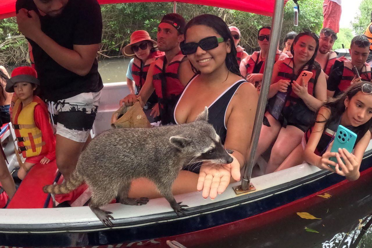 Barú: Playa Blanca with Private Club, Snorkeling and Raccoon Watching