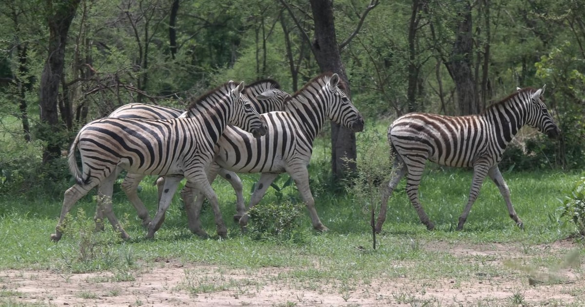 2 Days Nigeria's Wildlife Tour | GetYourGuide