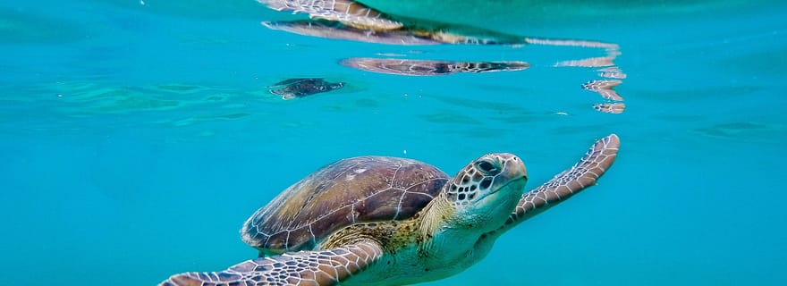 Visite d'une journée à Galle depuis Rekawa/Tangalle/Hiriketiya/Talalla et plus