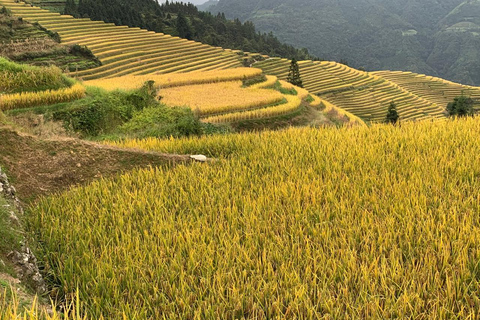 Guilin: Longji Rice Terraces & Minority Villages 2-Day Tour Guilin: Longji Rice Terraces & Minority Villages 2-Day Tour