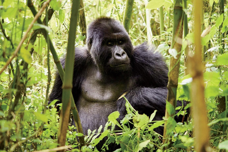 5 Days for Gorillas, Chimps, Monkeys and the big 5 in Rwanda