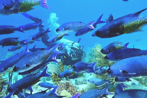 Buceo en la Isla Catalina: 2 botellas - 2 puntos