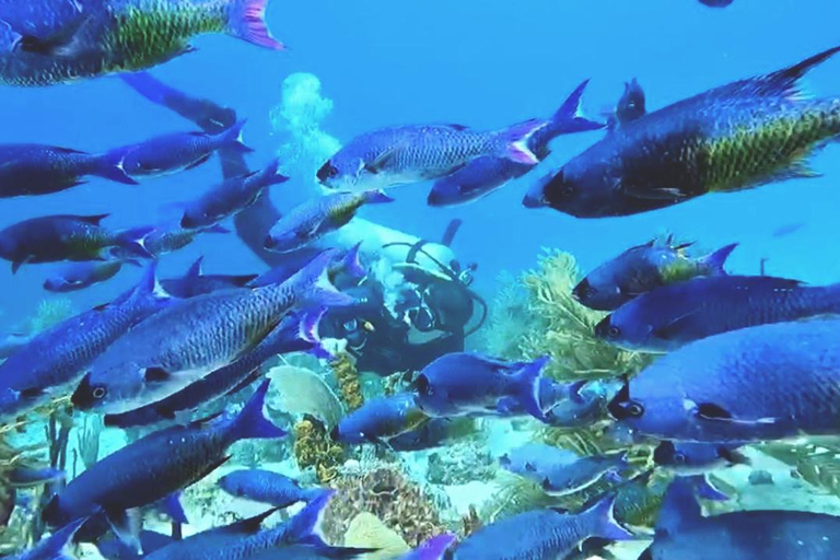 Plongée sous-marine à Catalina Island : 2 bouteilles - 2 sites